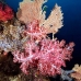coral_soft_ni_v_0705_png1622.jpg